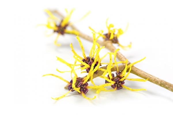 What is the use of witch hazel - properties and contraindications